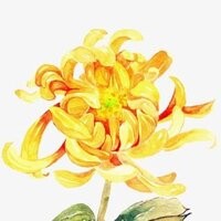 空菊